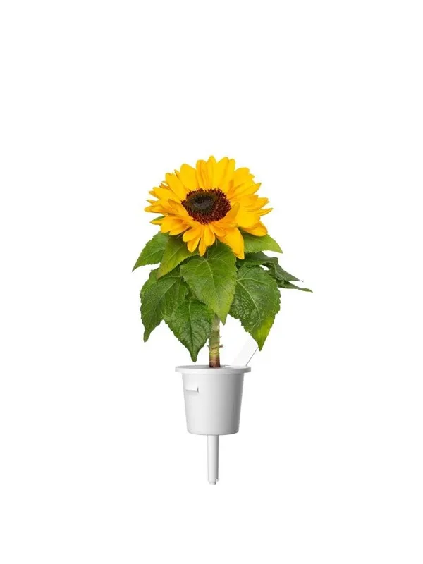 Click & Grow Plant Pods 3-Pack - Mini Sunflowers - Yellow
