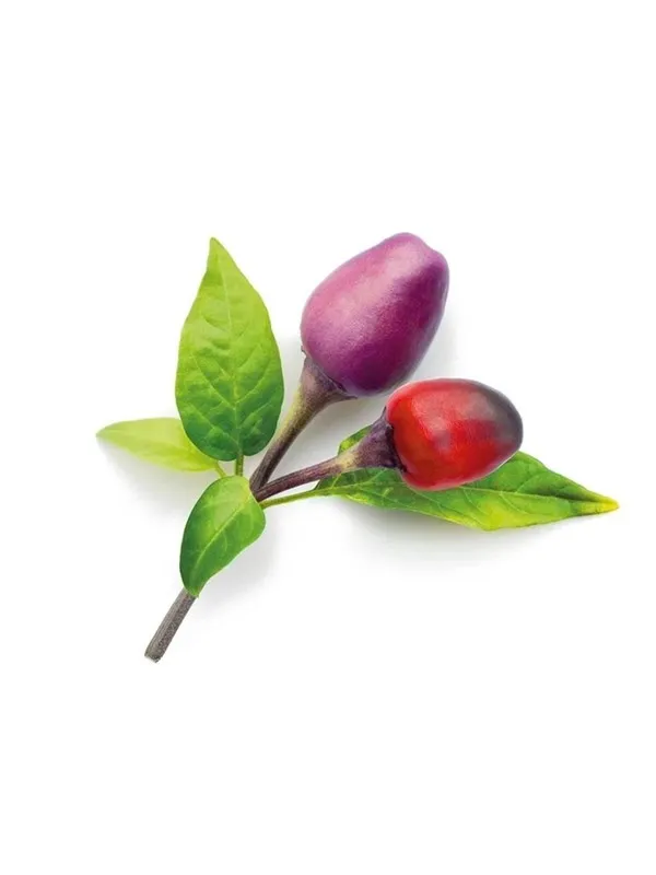 Click & Grow Smart Garden 9-pack refill - Purple Chili Pepper