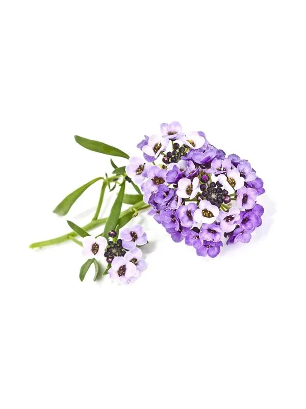 Click & Grow - Smart Garden Refill 3-pack Sweet Alyssum