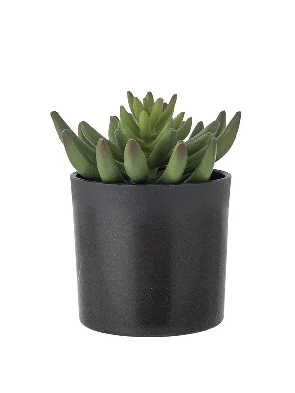 Bloomingville Echeveria