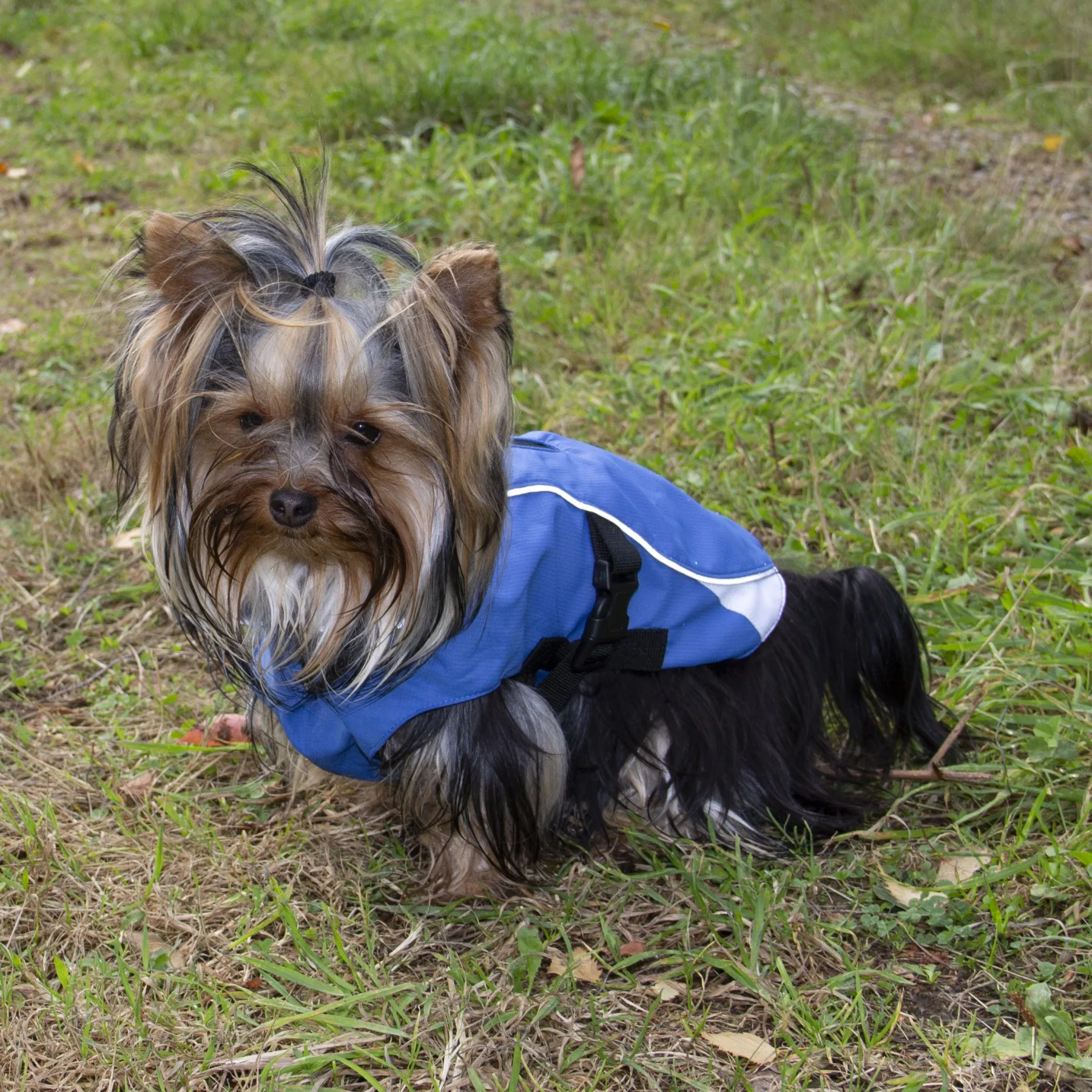 Companion Vind- og vanntett hundedekken - 35 cm