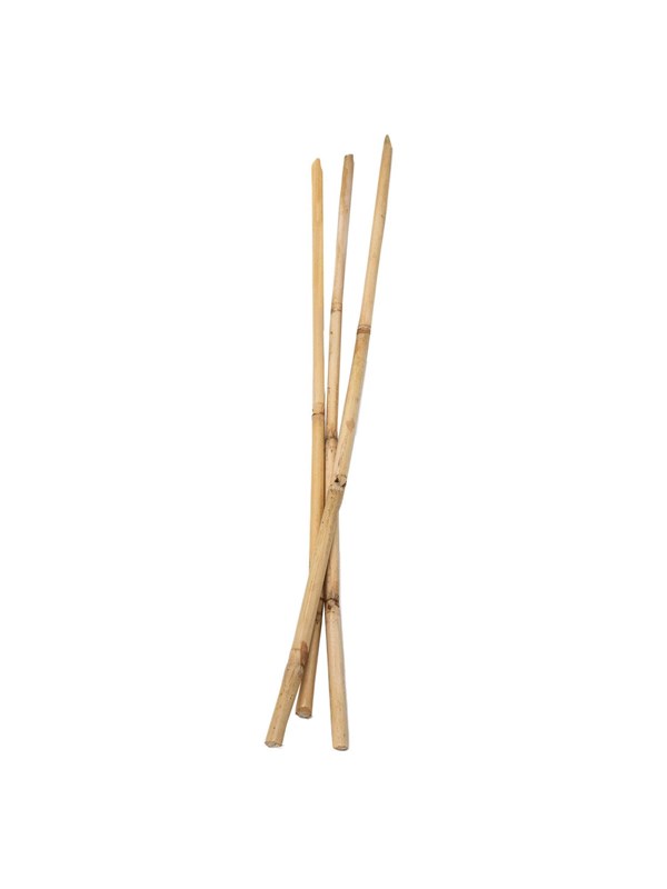 Colorations - Bamboo sticks 50cm 3 pcs.
