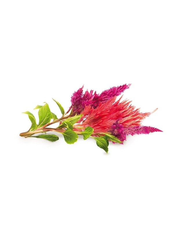 Click & Grow Click and Grow - Smart Garden Refill 3-pack Cockscomb