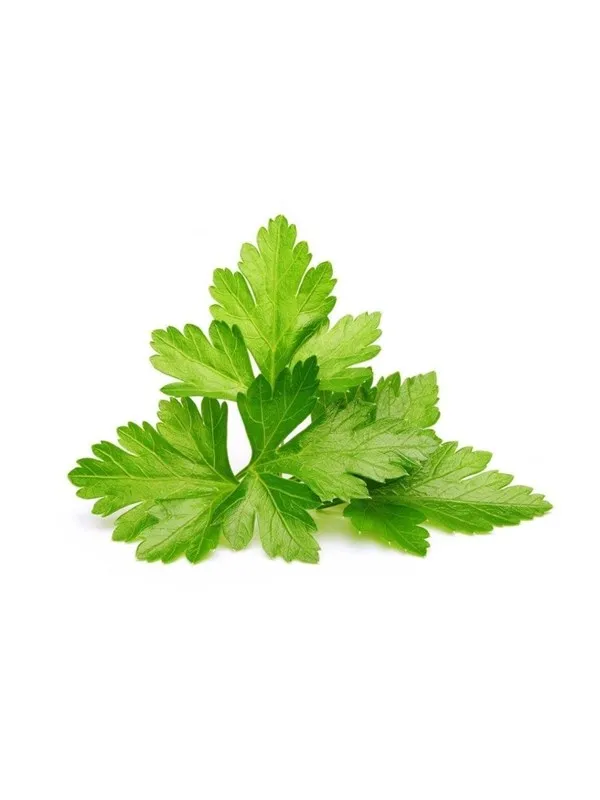 Click & Grow Smart Garden Refill 3-pack - Cilantro/Coriander