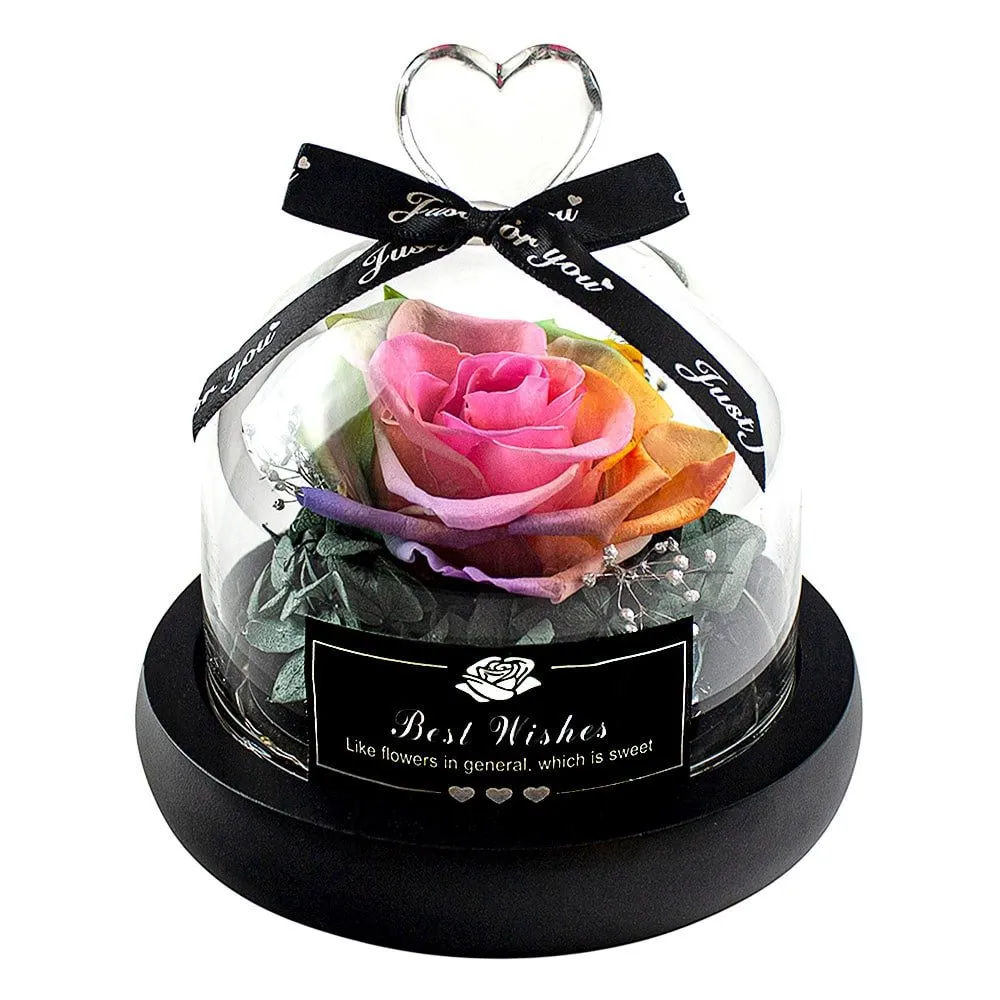 Liten Evighetsrose, Regnbuefarget - Just for you