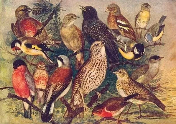 ST497 B6 skrivebok + konvolutt Birds