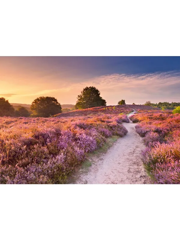 Ravensburger Pink Pathway (1000)