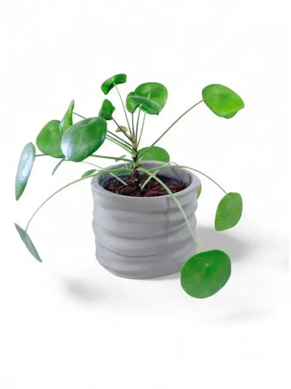 Simiu CLAYLA - Flower pot cover 11.5 cm in diameter