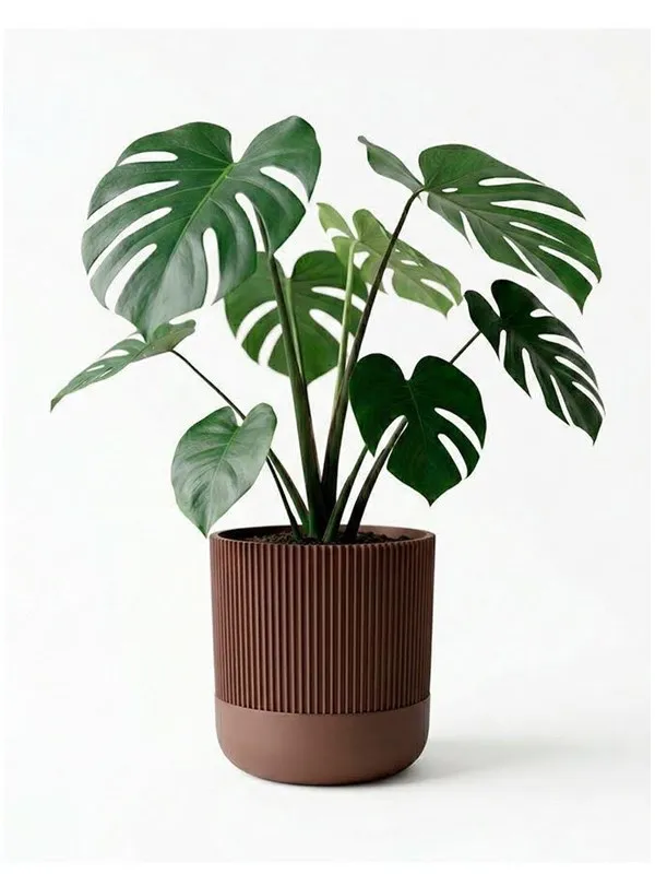 Simiu GROWLOFT - Flower Pot Shelter With Drip Tray - Mocha - 8.2cm high