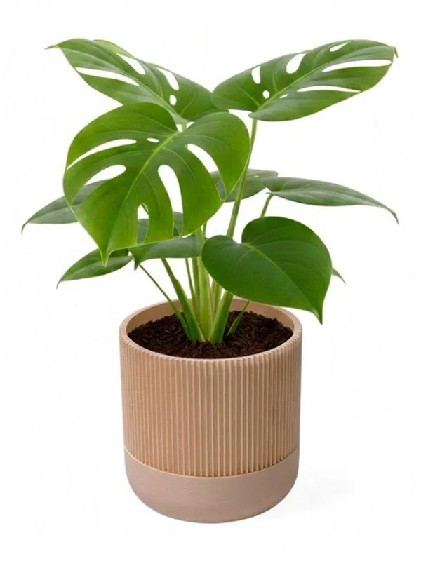 Simiu GROWLOFT - Flower Pot Shelter With Drip Tray - Ivory - 8.2cm high