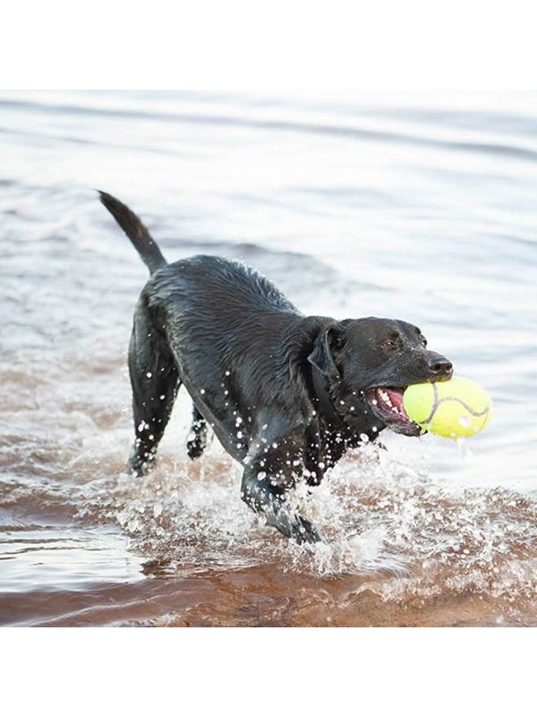 KONG Hundeleke AirDog Squeaker Football Medium 12.5cm