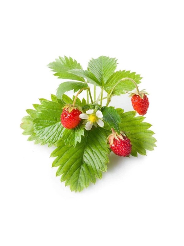Click & Grow Click and Grow - Smart Garden Refill 3-pack - Wild Strawberry (SGR24X3)
