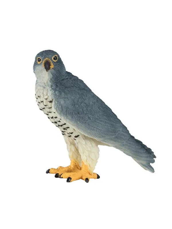 Mojo - Wildlife Peregrine Falcon