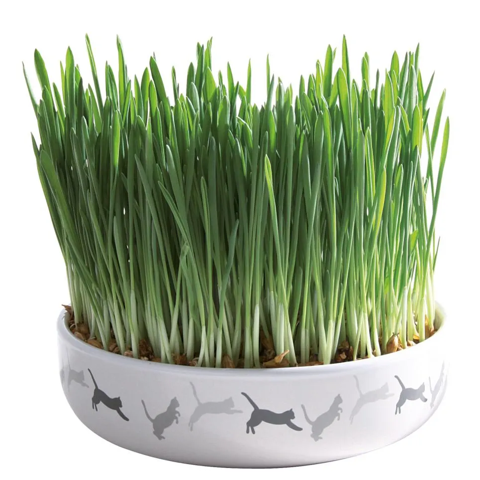 Trixie Ceramic Bowl with Cat Grass ø 15 x 4 cm