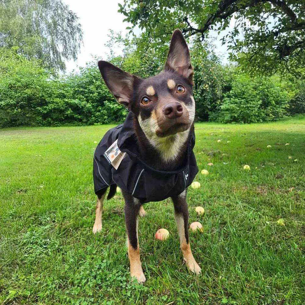 Ozami Outdoor Jacket Rain - Vanntett Regntrekk Hund - S 36 cm