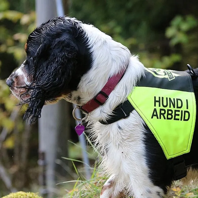 Canelana Markeringsdekken med tekst Hund i Arbeid - XLarge