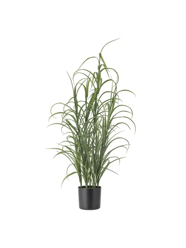 Bloomingville Grass