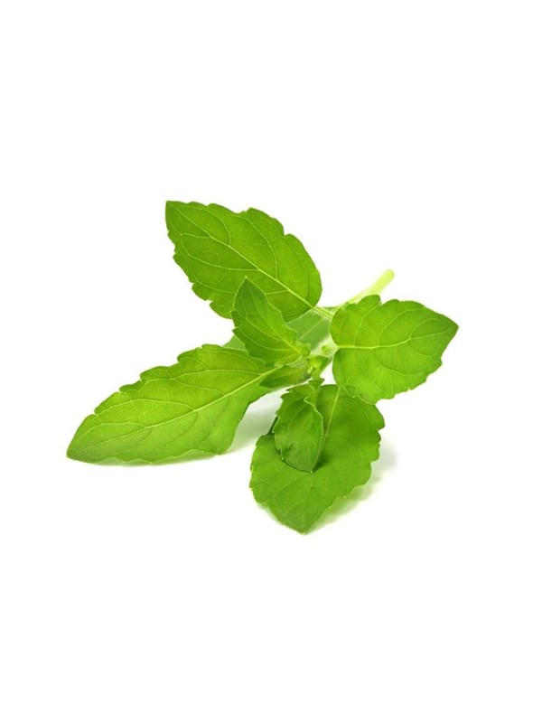 Click & Grow Click and Grow Smart Garden Refill 3-pack - Holy Basil