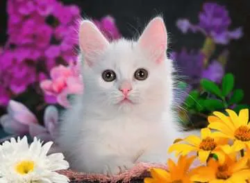 Ravensburger White Kitten 100p