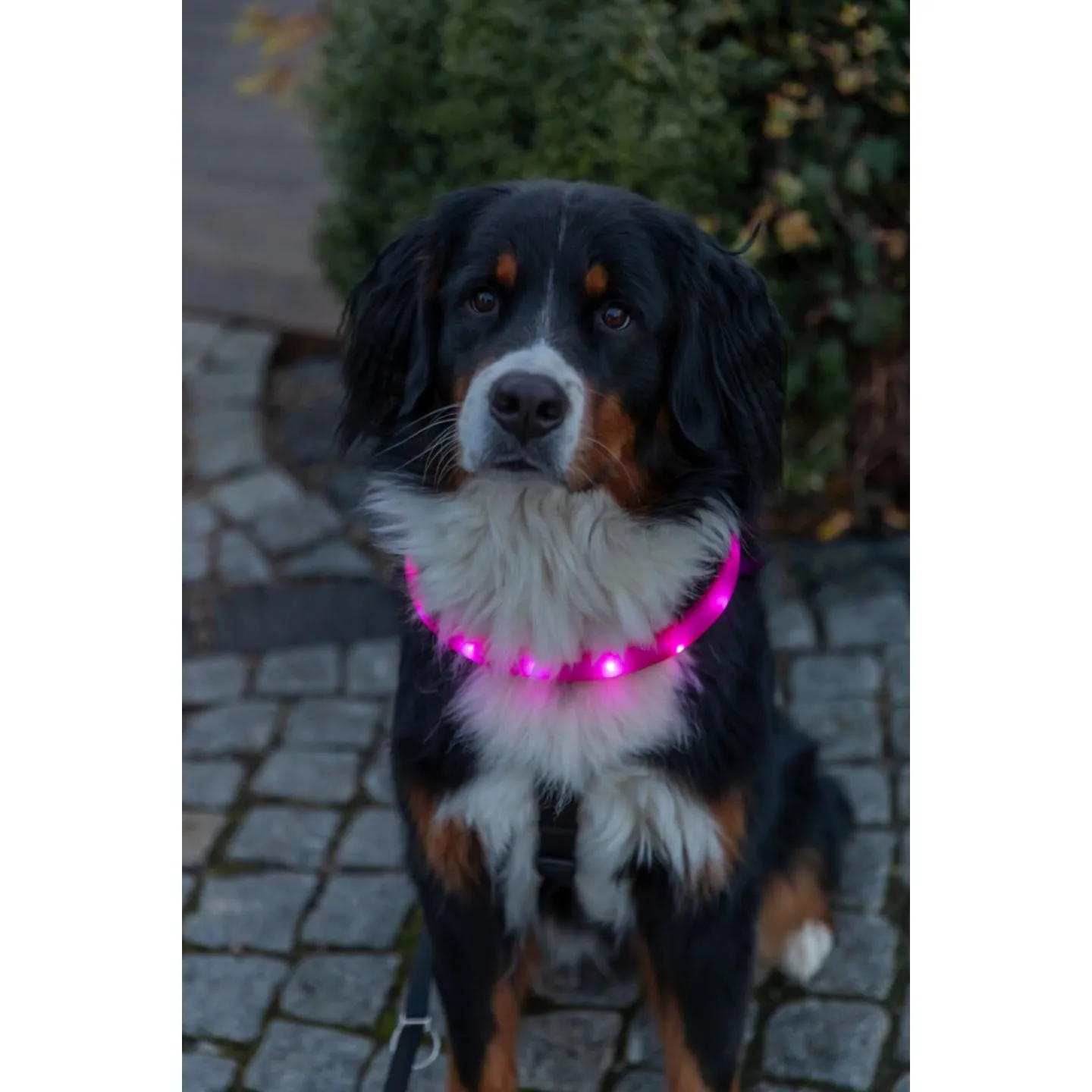 Trixie USB Flash Lysbånd Ekstra Bred Rosa - Large-xlarge