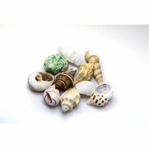 Dohse Sea Shells Set M 10 pcs.