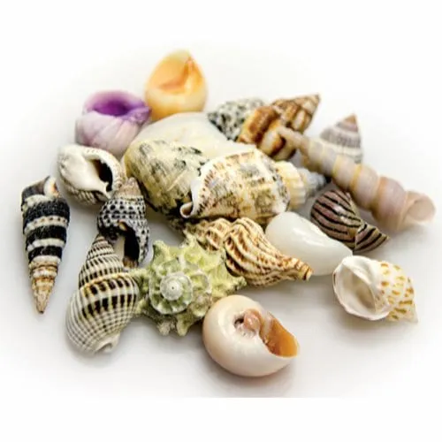 Dohse Hobby Sea Shells Set S 20 pcs.