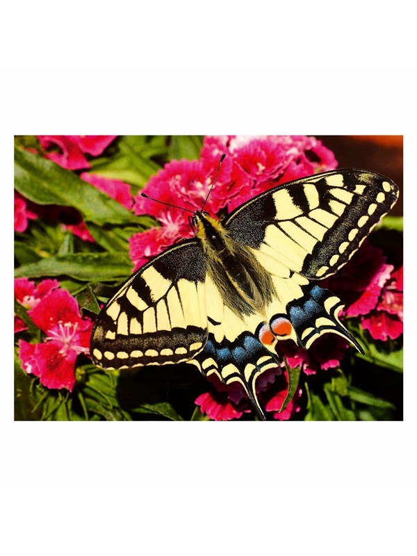 Ravensburger Jigsaw puzzle Colorful Animals Butterfly 500 pcs. Gulv