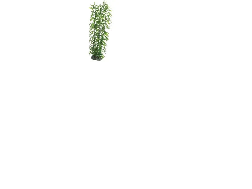 Dohse Heteranthera, 34 cm