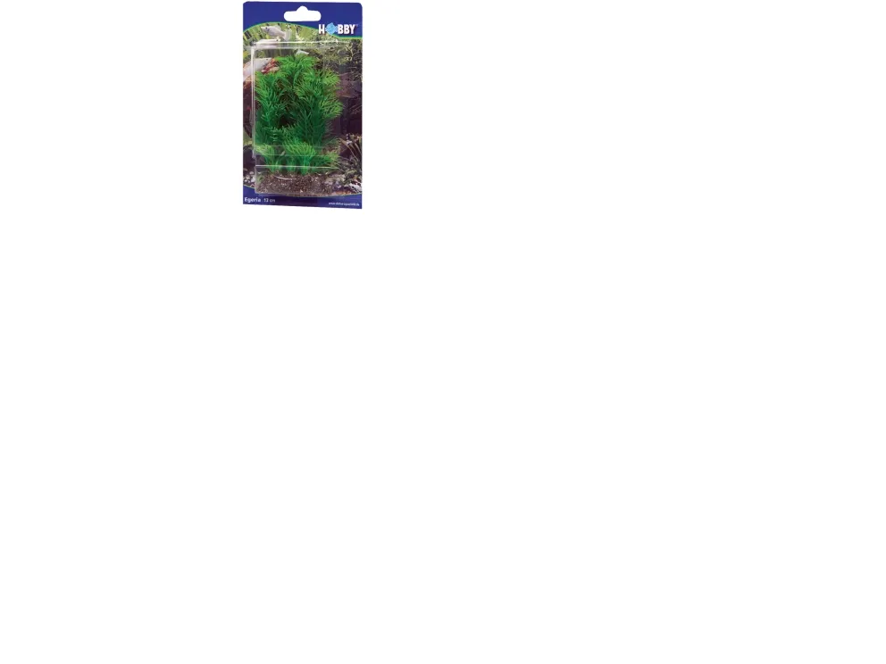 Dohse Egeria, 13 cm
