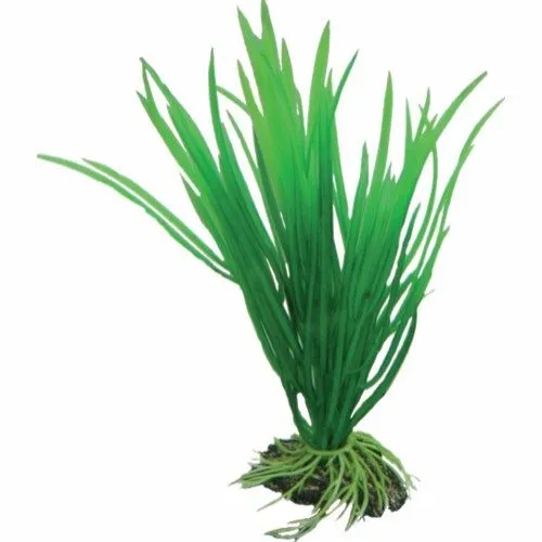 HOBBY Cyperus 16cm 16cm