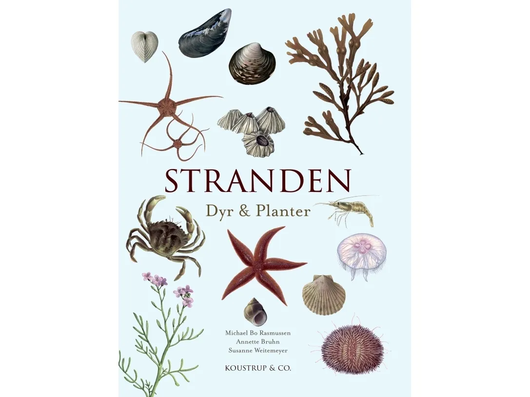 Stranden | Michael Bo Rasmussen, Annette Bruhn | Språk: Dansk