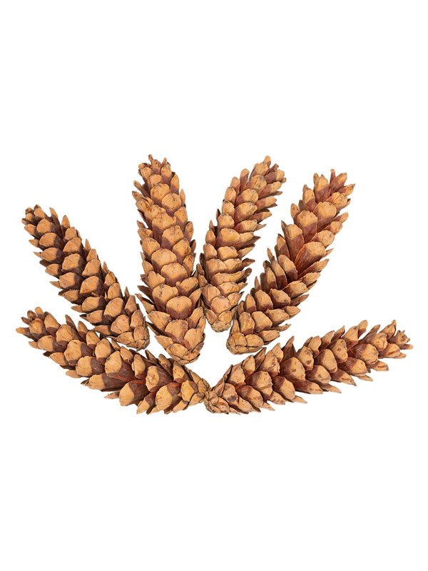 Colorations - Strobus Cones 6 pcs.