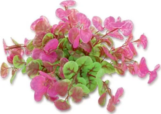 Happet HAPPET PLANTEFOLIE 10CM / 1F11