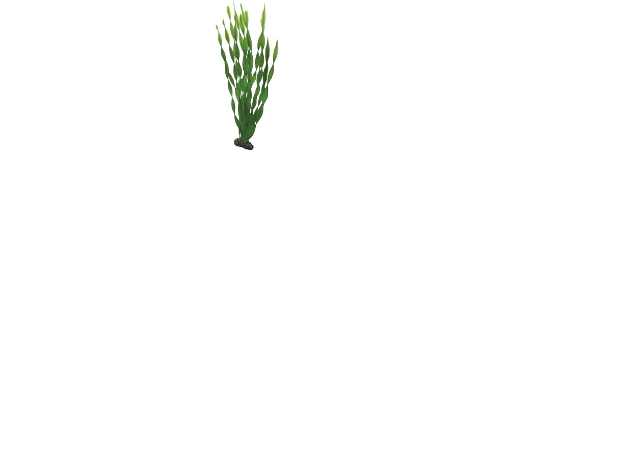 Hobby Dekorväxt Vallisneria 46cm 46cm
