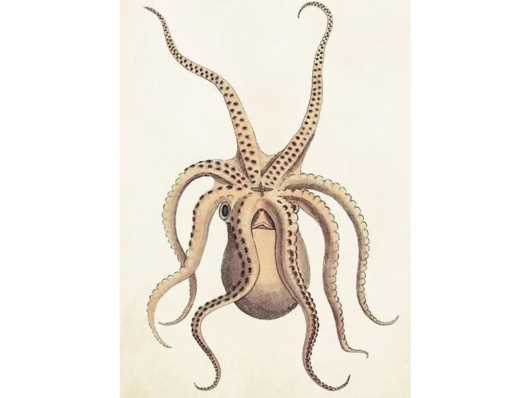 ST383 B6 carnet + konvolutt Octopus