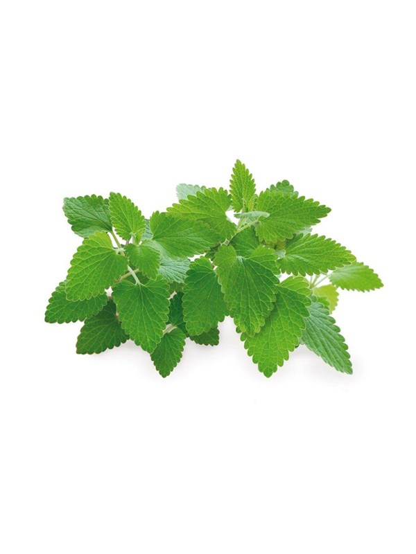 Click & Grow Click and Grow Smart Garden Refill 3-pack - Catnip