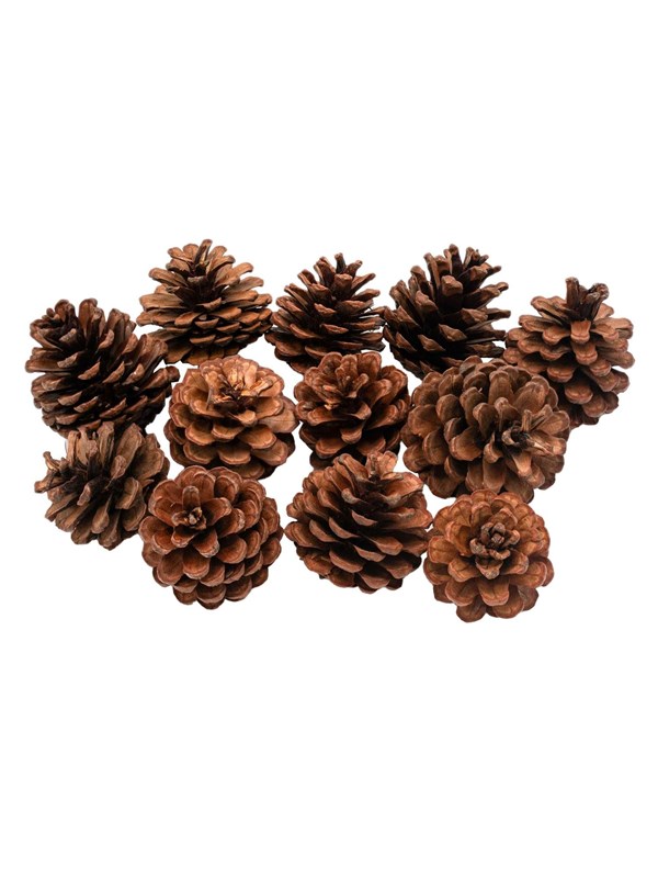 Colorations - Pine Cones 12pcs.