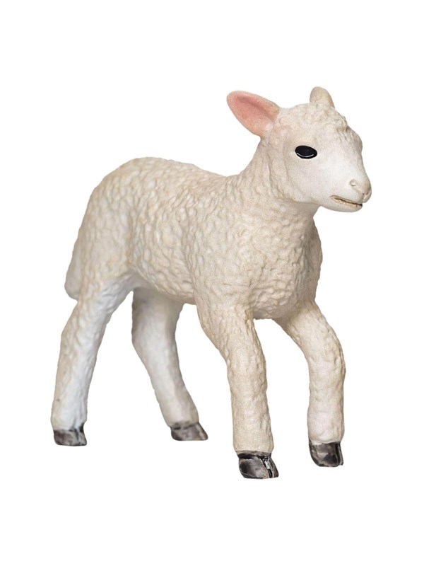 Mojo - Farmland Romney Lamb Running