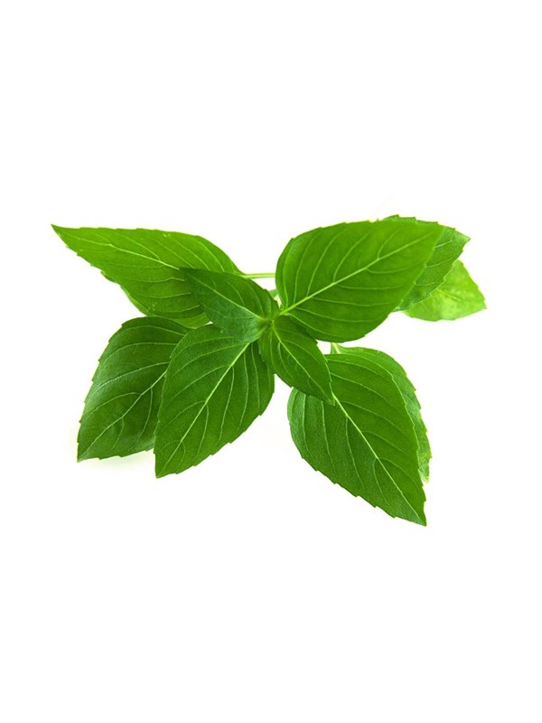 Click & Grow Click and Grow - Smart Garden Refill 3-pack Thai Basil