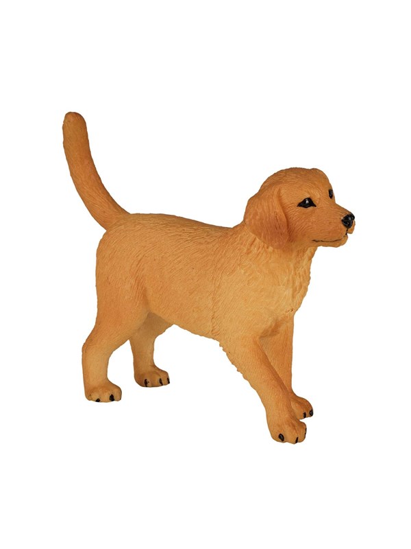 Mojo Farmland Golden Retriever Puppy