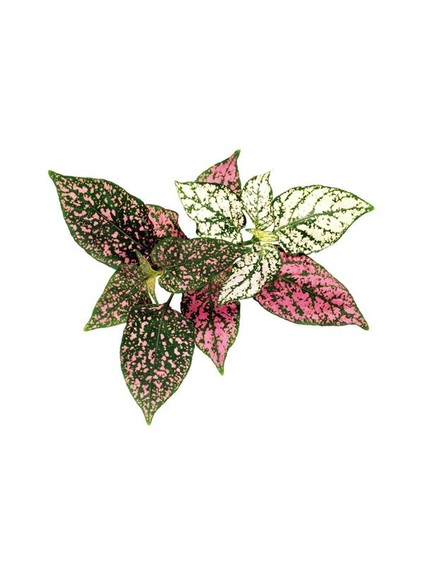 Click & Grow - Smart Garden Refill 3-pack - Polka Dot Plant (SGR48X3)