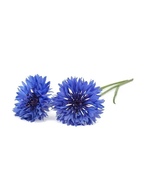 Click & Grow Click and Grow - Smart Garden Refill 3-pack Cornflower
