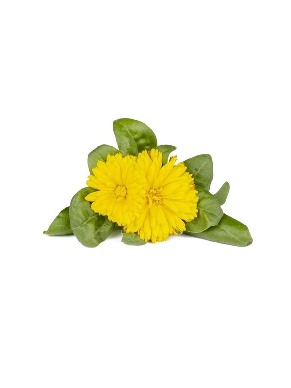 Click &amp; Grow Click and Grow Smart Garden Refill 3-pack - Calendula
