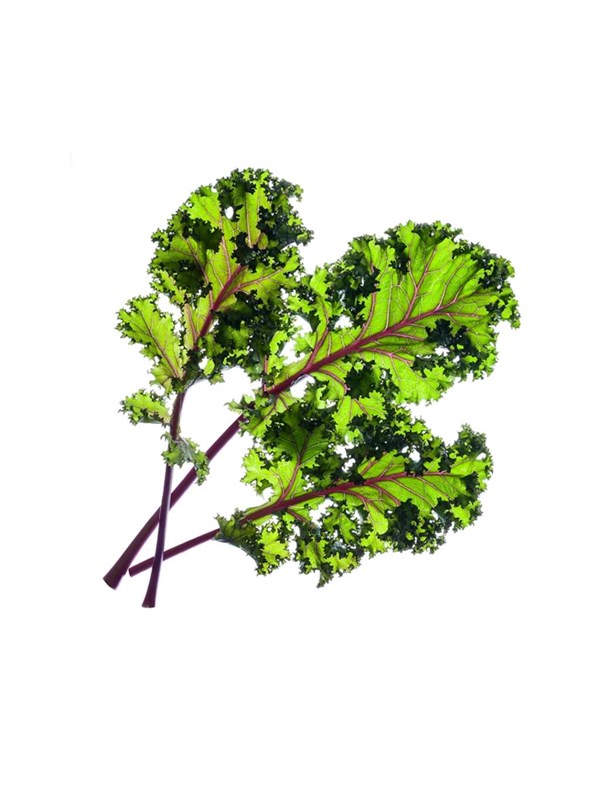 Click &amp; Grow Smart Garden Refill 3-pack - Red Kale