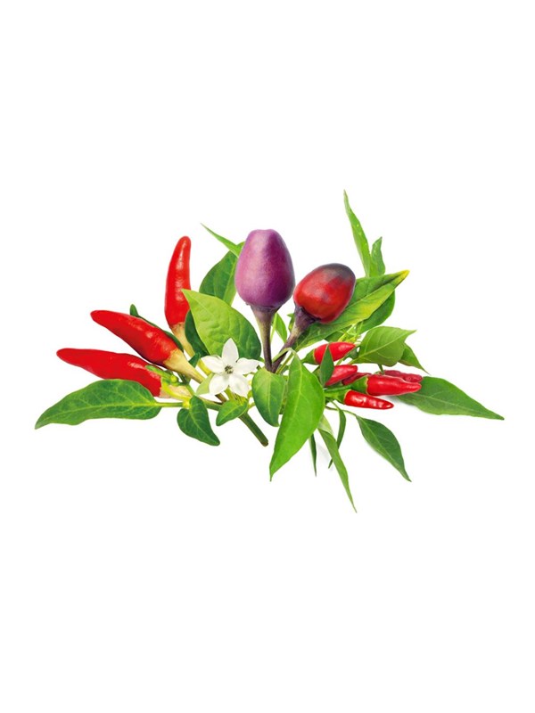 Click &amp; Grow Click and Grow - Smart Garden Refill 9-pack Chili Pepper Mix