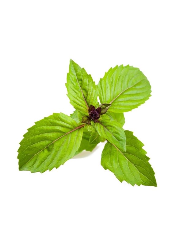 Click &amp; Grow Click and Grow Smart Garden Refill 3-pack - Cinnamon Basil